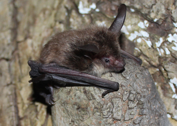 Bechsteinfledermaus (Myotis bechsteinii) - © Oliver Gebhardt